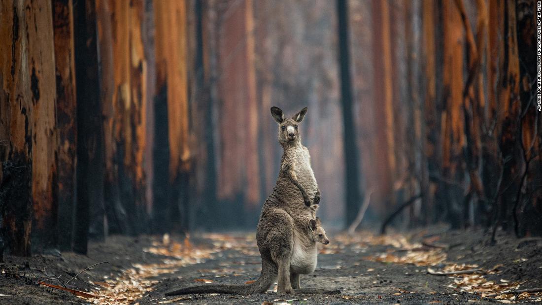 cnn travel wildlife photographer of the year