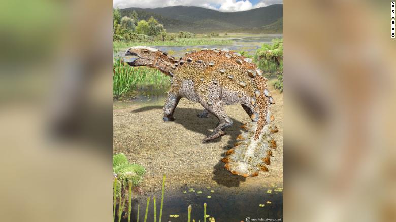 New armored dinosaur found in Chile had bizarre weaponized tail