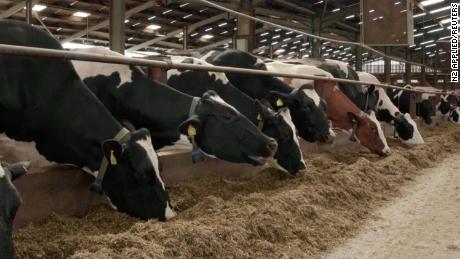 Dairy cows at a test farm in Buckinghamshire, England, where the Oslo-based company N2 Applied is testing plasma technology to prevent methane emissions.