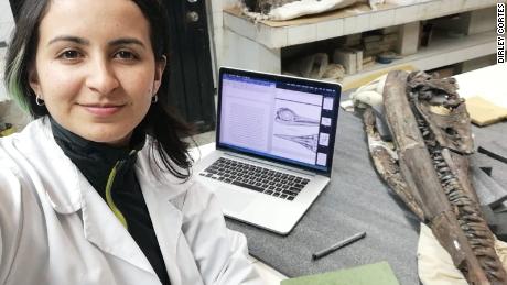 Doctoral candidate Dirley Cortés analyzed the ichthyosaur&#39;s skull to determine it was incorrectly classified.