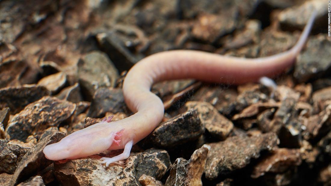 The baby dragons of Slovenia