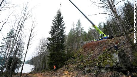 A crane lifts the Norwegian spruce during its felling in Oslo on November 16, 2021, before being  gifted to London.