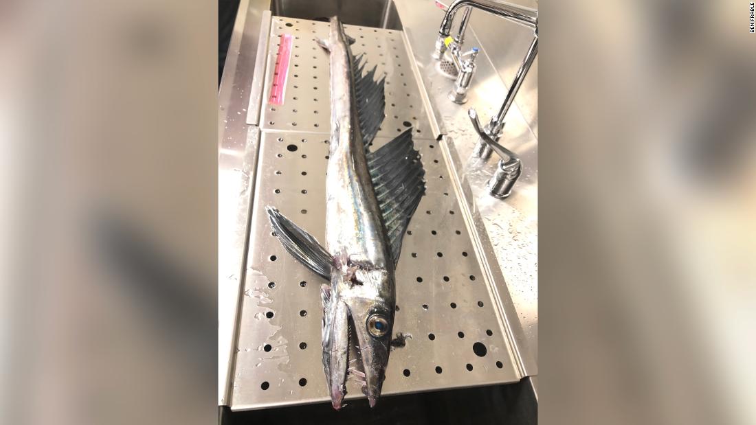 Cannibalistic lancetfish washes up on a San Diego beach, the first one preserved there since 1996