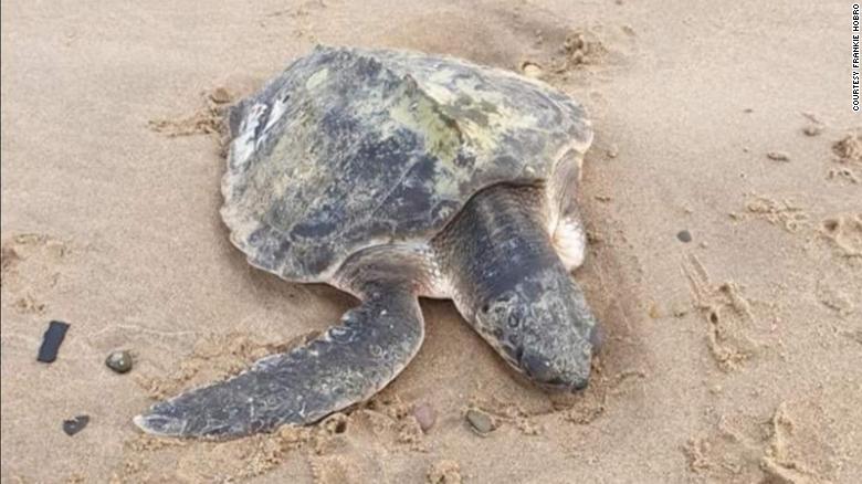 Storm Arwen: A rare sea turtle and seal pups have washed up on UK ...