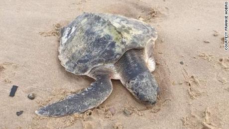 Tally, a Kemp&#39;s Ridley sea turtle, washed up on Talacre beach in Wales on Sunday.
