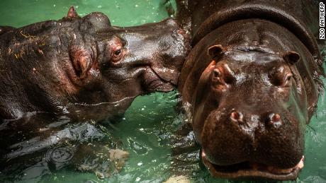 The hippos, named Imani and Hermien, have shown no symptoms &quot;other than runny noses,&quot; the zoo said.