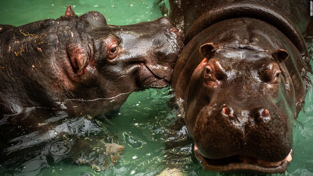 Hippos test positive for Covid-19 in Belgium zoo