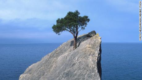 This tree is surviving on a rock, proof of the resilience of life.