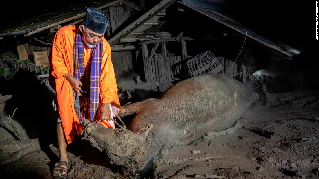 A man inspects dead livestock next to residential areas that had been buried by ash in Sumberwuluh.