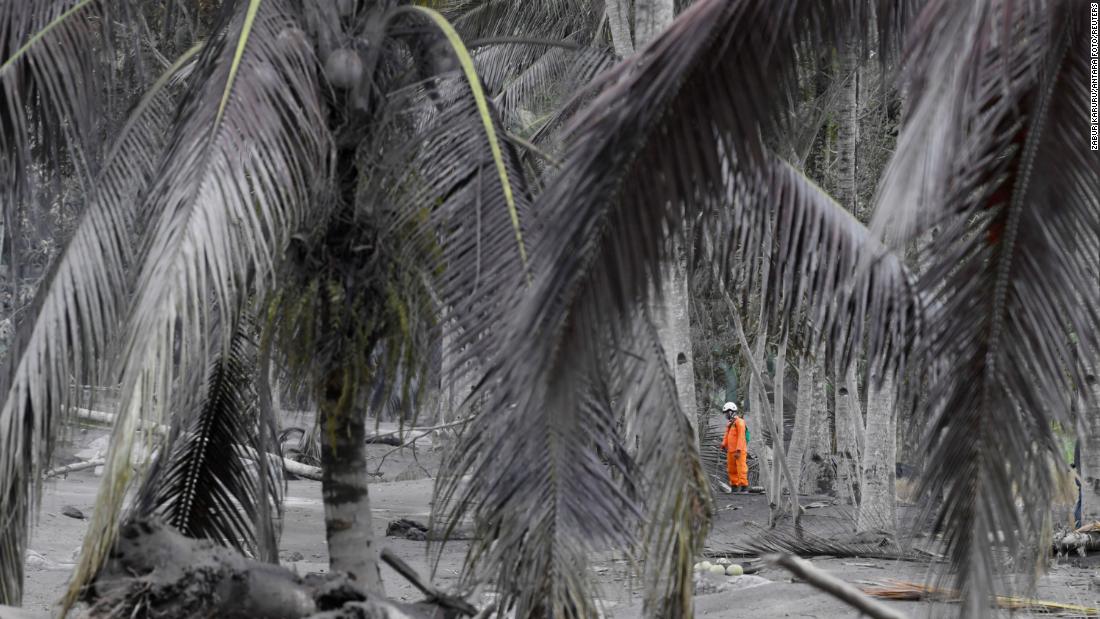 An Indonesian rescue officer stands among trees covered with volcanic ash as he looks for a victim in Sumberwuluh.