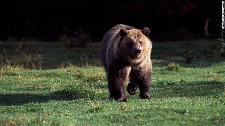 Montana asks for federal protection of many of its grizzly bears to be lifted. This would allow hunting for first time in decades