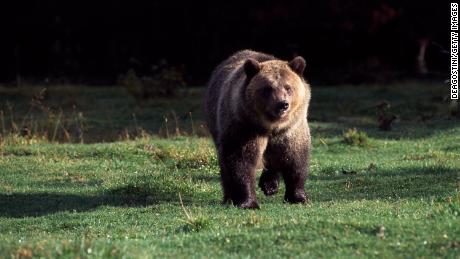 A grizzly bear roams Glacier National Park in northern Montana earlier this year.