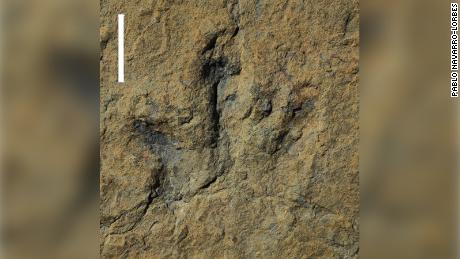 Researchers found two tracks of theropod footprints in Spain and determined how fast these creatures were running. 