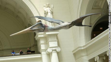 In het Field Museum in Chicago is een levensgrote pterosauriër te zien.