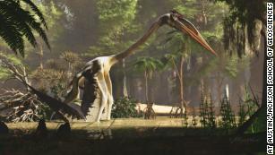 Teensy Pterosaur Was the Size of a House Cat