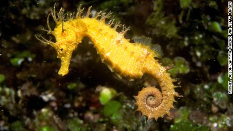 Maned seahorse (Hippocampus ramulosus). (Photo by Michel JOZON/Gamma-Rapho via Getty Images)