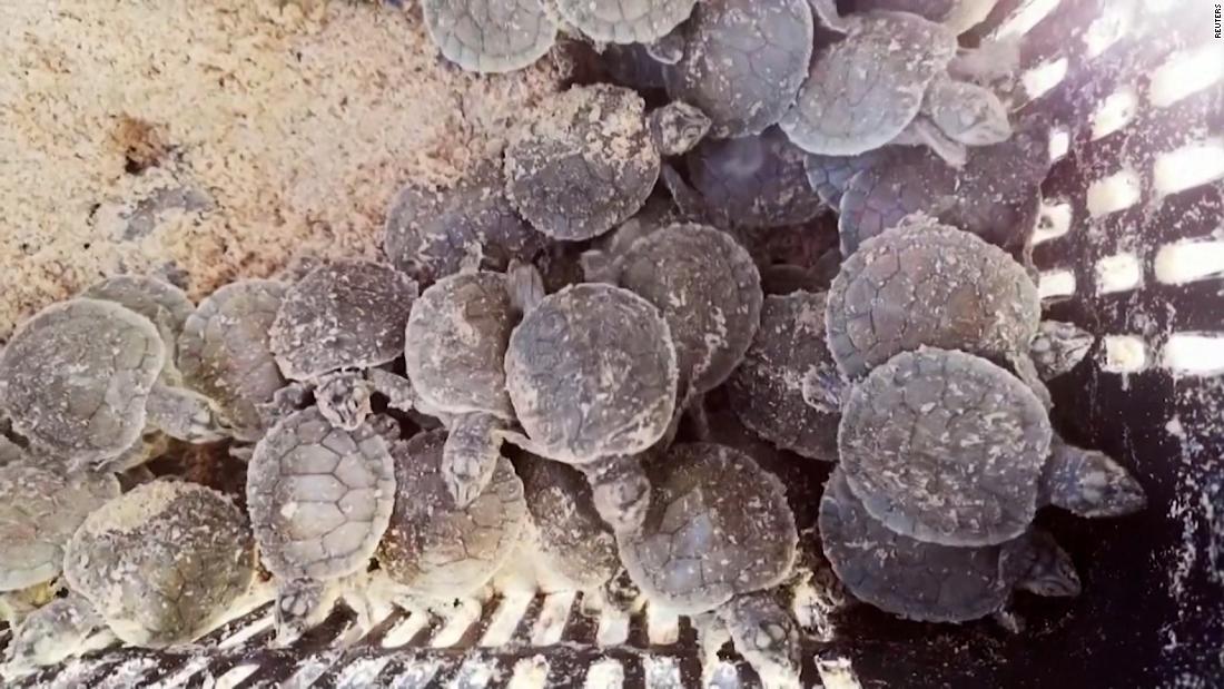 See one million turtles released in the Amazon