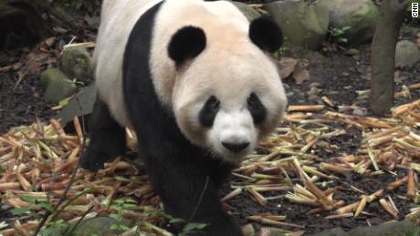 Smart tech is helping to protect China&#39;s giant pandas