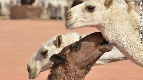 Camels compete in the beauty pageant of the annual King Abdulaziz Camel Festival in Rumah some 160 kilometres east of Riyadh on December 24 2020 