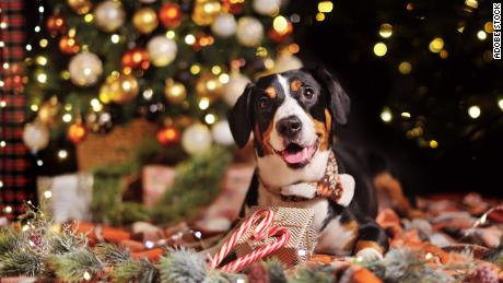 Don't move your dog's bed to the Christmas tree. 