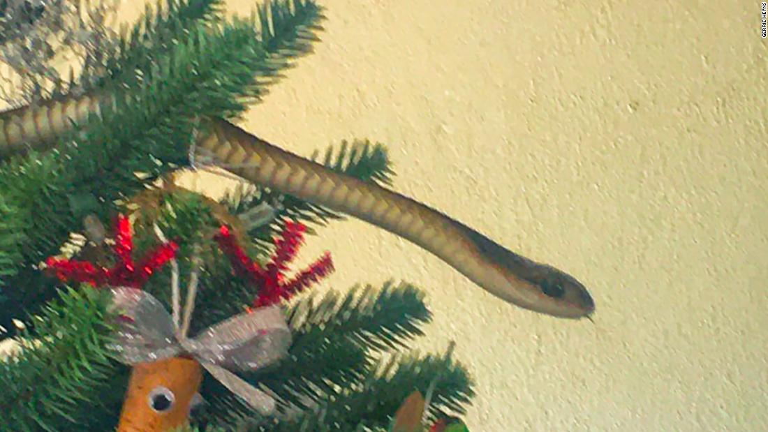 Uma cobra venenosa foi encontrada à espreita na árvore de Natal da família