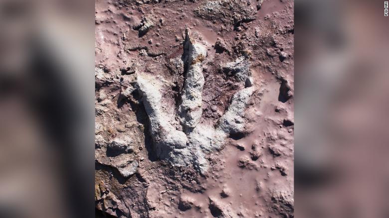 Hundreds of dinosaur footprints uncovered in Poland