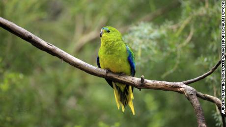 The album features the birdsong of 53 of Australia&#39;s threatened bird species, including the orange-bellied parrot, pictured perching on a branch.