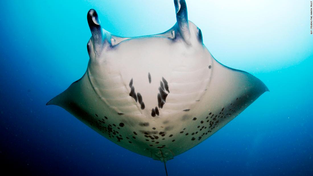 This all-female team is working to protect the Maldives' manta rays