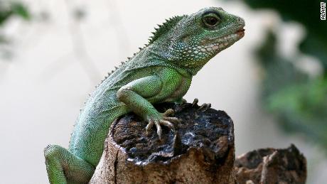 Asian water dragons are one of the species that can reproduce without a male. 