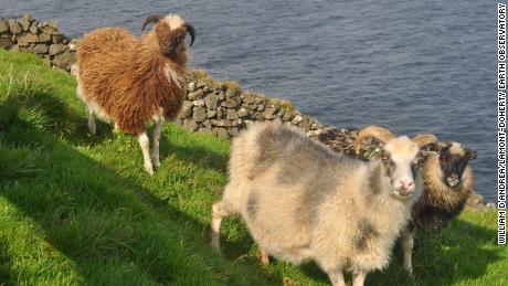 Sheep can be found all over the Faroe Islands. 