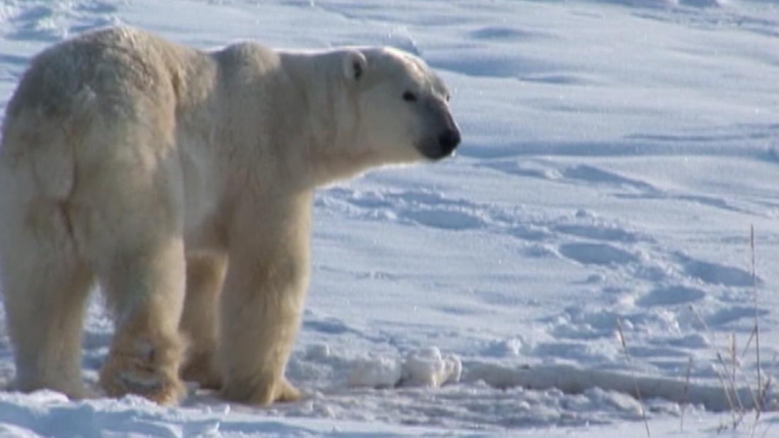 A climate crisis from the Arctic to Antarctica - CNN Video