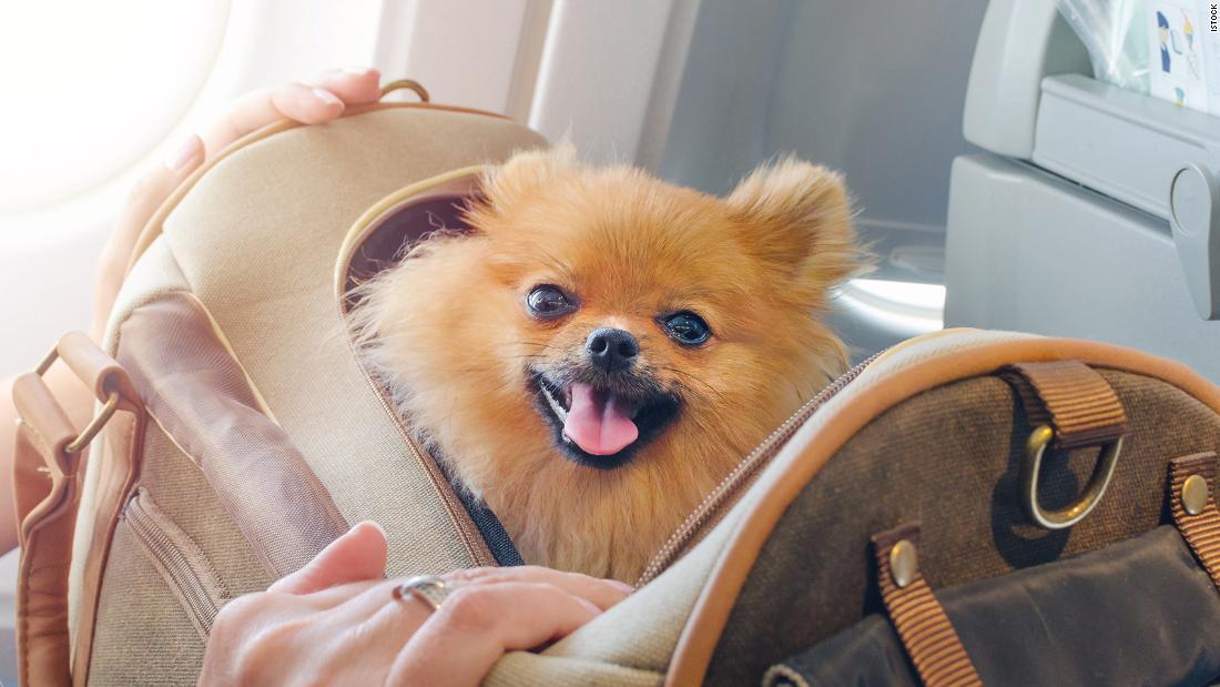The best pet carriers for travel, according to experts