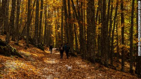 An outdoor walk in nature can go a long way to calm nerves. People walk with a dog through the chestnut grove of El Tiemblo, Spain.