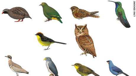 The top 10 &quot;most wanted&quot; bird species.