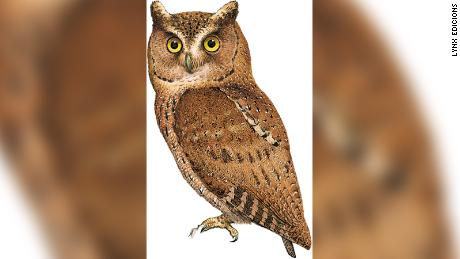 El scops-owl Siau fue descubierto por última vez en Indonesia en 1866.