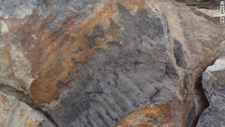 The fossil of the giant millipede was a fluke discovery. 