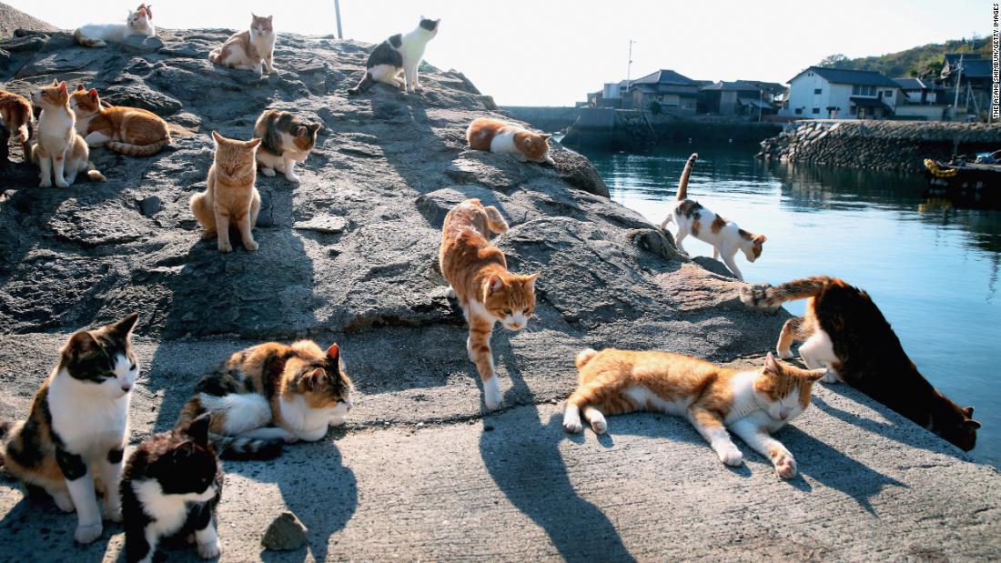 &lt;strong&gt;Aoshima:&lt;/strong&gt; Who needs humans when you can visit an island completely inhabited by cats?