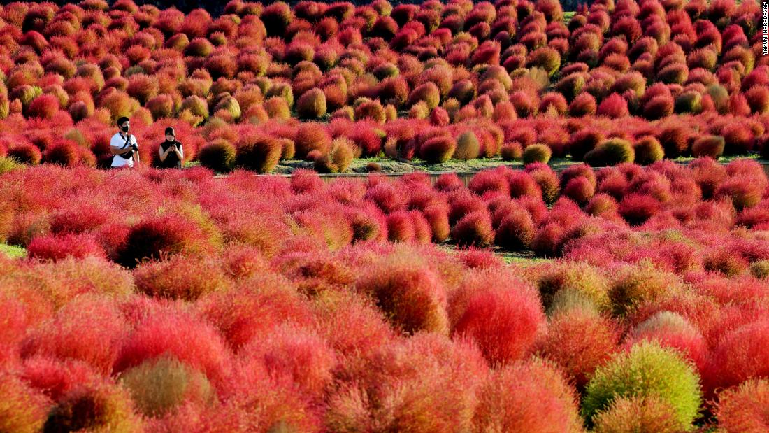 &lt;strong&gt;Shikoku: &lt;/strong&gt;The smallest of Japan&#39;s four islands, Shikoku is home to gorgeous natural spots like this field of cassia flowers.