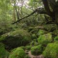 09 Japan Best Islands_Yakushima