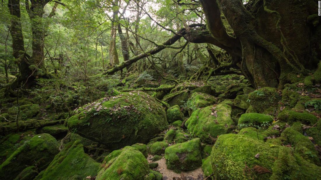 &lt;strong&gt;Yakushima:&lt;/strong&gt; Subtropical Yakushima is home to the UNESCO-listed moss forest in Shiratani Unsuikyo.