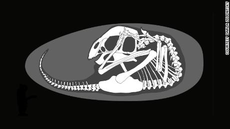 La condizione del cucciolo di dinosauro nell'uovo era simile a quella degli uccelli moderni. 