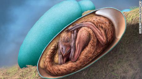 Kiaušinio viduje susisukusio oviraptozauro kūdikio iliustracija paremta išskirtiniu suakmenėjusiu dinozauro kiaušiniu. 