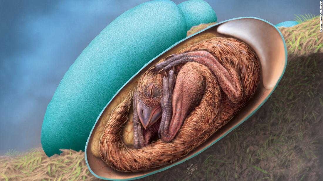 A properly preserved baby dinosaur was found curled up in its egg