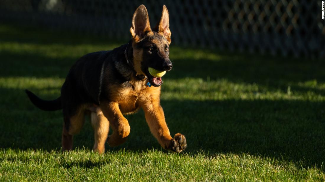 Commander is the Biden family&#39;s German shepherd puppy. He was given to the President as a birthday gift.