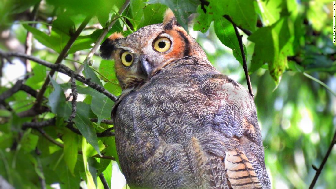 New Yorkers and wildlife are finding solace in the city's parks