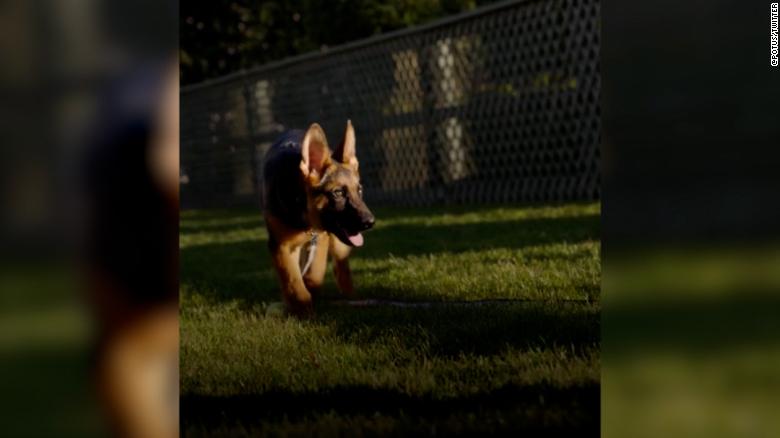 Meet Commander, the Biden's new German Shepherd puppy