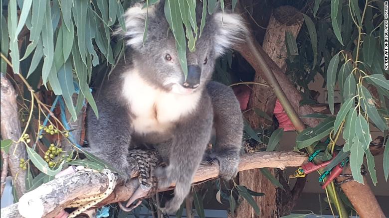 Alleged ‘koala massacre’ prompts hundreds of animal cruelty charges