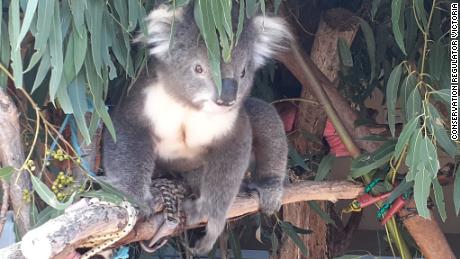 Alleged 'koala massacre' prompts hundreds of animal cruelty charges