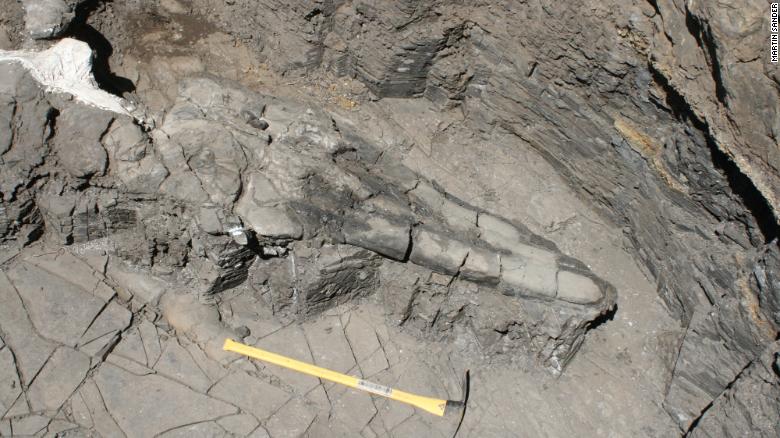 Giant marine reptile skull discovery reveals new evolutionary theories