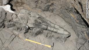 Plesiosaur: Fossil hunters in Australia discover 100 million-year-old  skeleton | CNN